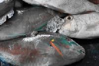 Parrot Fish Whole