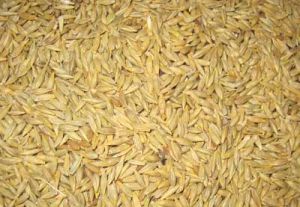 Barley Seeds