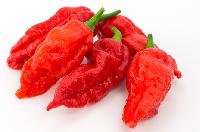 ghost pepper pepper