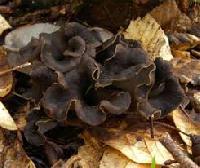 black mushrooms