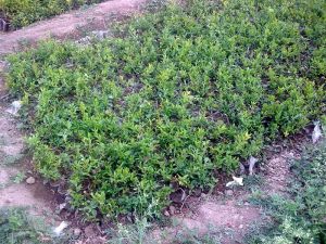 Pomegranate Plantation Services