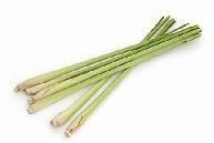 Lemon Grass