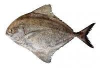 Black Pomfret Fish