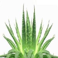 Aloe Vera Leaf