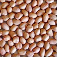 Indian Raw Groundnut