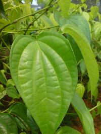 Betel Leaf