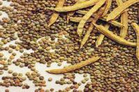 Guar Gum Seeds