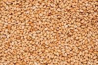 roasted sesame seed