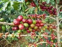 Robusta Coffee