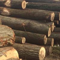 European Poplar Logs
