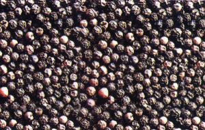 Black Pepper Seeds