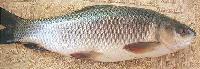 Rohu Fish