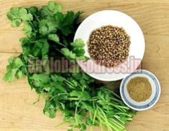 Coriander Seeds