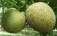 Breadfruit