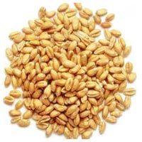 Wheat Seeds