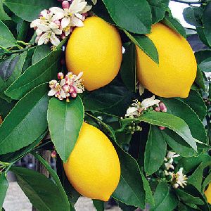 Lemon (nimbu) plant