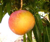 Fresh Mango