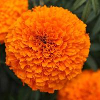 Marigold Flower