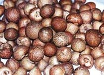 Areca Nuts