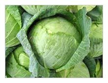 Fresh Cabbage