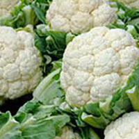 Fresh Cauliflower