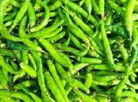 Fresh Green Chilli