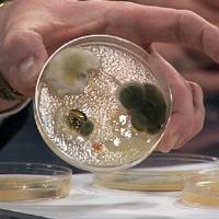 bacteriological agar agar