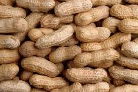 Groundnut, Peanut