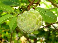 Custard Apple