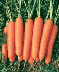 Fresh Carrot