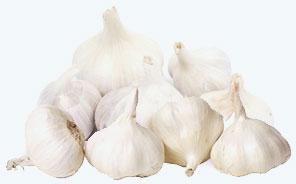 Garlic