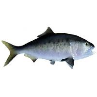 grey grouper fish