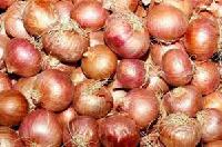 Saurashtra Onion