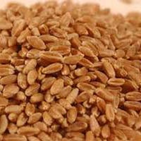 Wheat Seeds