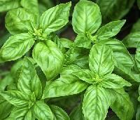 Holy Basil