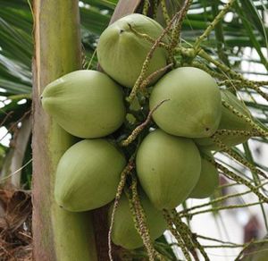 young coconut