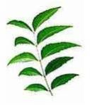 Neem Leaves