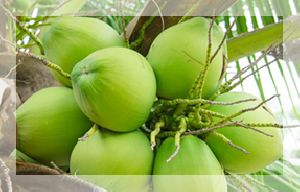 Fresh Coconuts