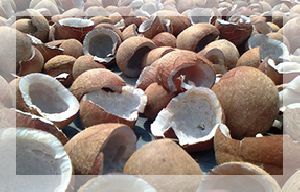 Dry Coconuts