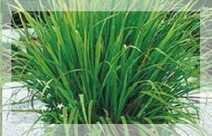 Lemon Grass