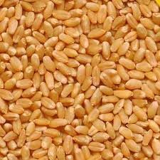 Wheat Seeds