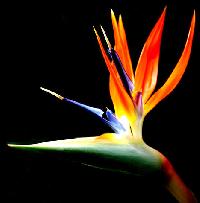 Bird Paradise Flower