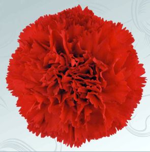 Red Carnation Flower