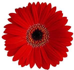 Red Gerbera Flower