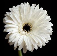 White Gerbera Flower