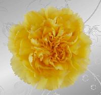 Yellow Carnation Flower