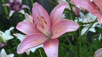 Lily Flower