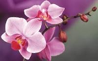 Orchid Flower