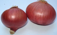 Onion