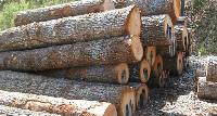 pine wood round logs